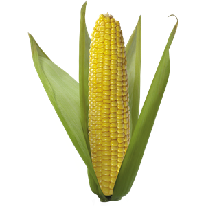 Corn PNG image-5277